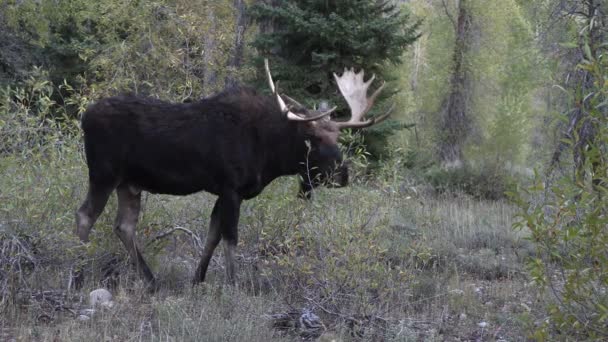 Ein Elchbulle Der Trab Wyoming Herbst — Stockvideo