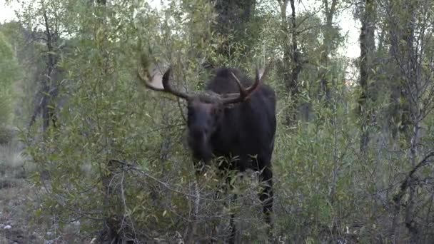 Bull Moose Rut Wyoming Autumn — Stock Video