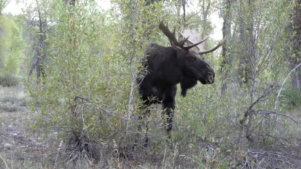 Een Stier Eland Sleur Wyoming Herfst — Stockvideo