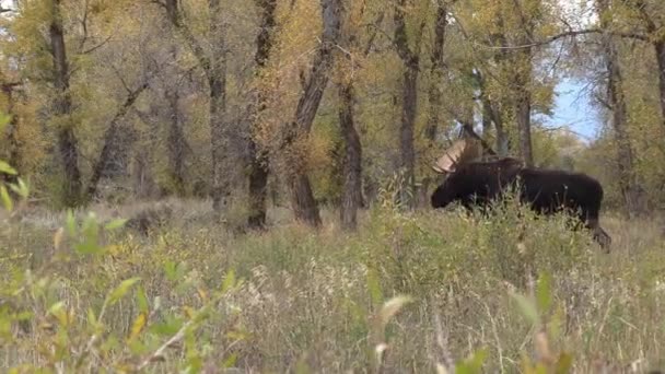 Orignal Taureau Ornière Dans Wyoming Automne — Video