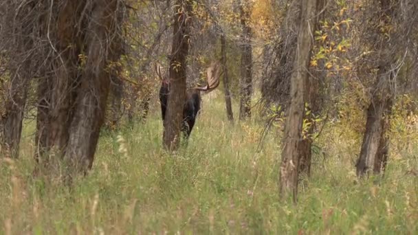 Ein Elchbulle Der Trab Wyoming Herbst — Stockvideo