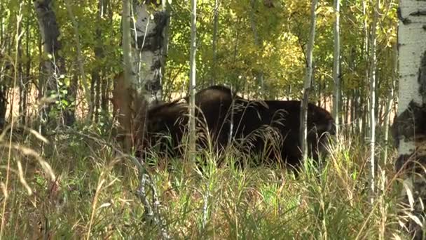 Ein Elchbulle Der Trab Wyoming Herbst — Stockvideo