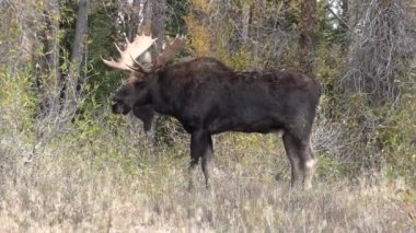 Sonbaharda Wyoming 'de tekdüze bir geyik.