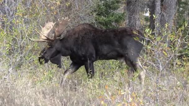 Egy Bika Jávorszarvas Rutin Wyoming Ősszel — Stock videók