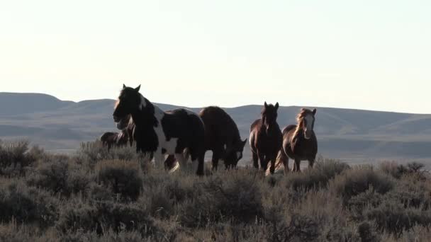 Cavalos Selvagens Deserto Wyoming Outono — Vídeo de Stock