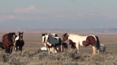 Wyoming çölünde sonbaharda vahşi atlar