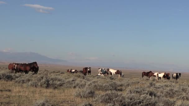 Cavalos Selvagens Deserto Wyoming Outono — Vídeo de Stock