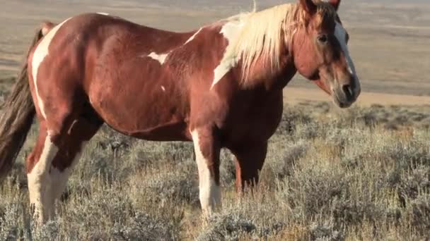 Caballo Salvaje Desierto Wyoming Otoño — Vídeo de stock