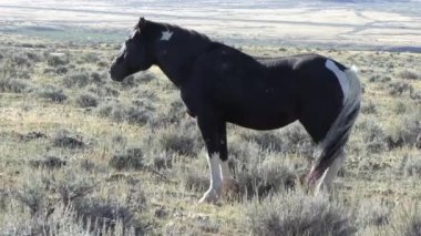Sonbaharda Wyoming çölünde vahşi at