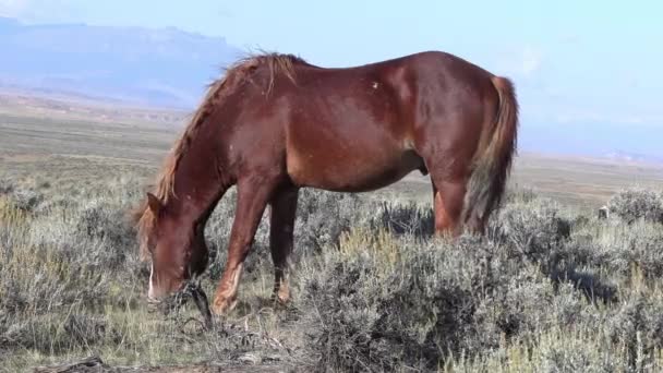 Cavalo Selvagem Deserto Wyoming Outono — Vídeo de Stock