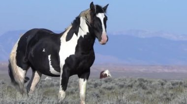 Wyoming çölünde sonbaharda vahşi atlar
