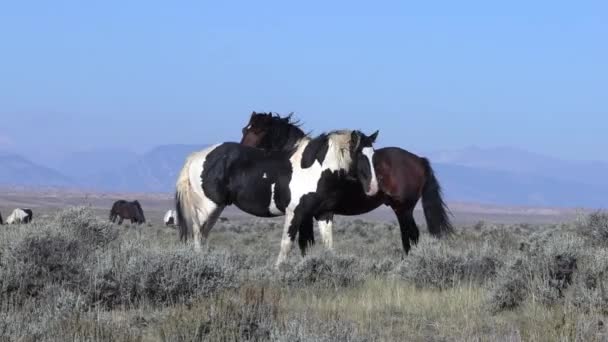 Dzikie Konie Pustyni Wyoming Jesienią — Wideo stockowe