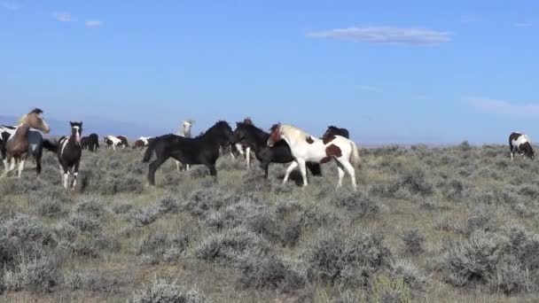 Caballos Salvajes Desierto Wyoming Otoño — Vídeos de Stock