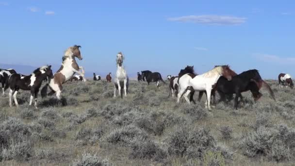 Cavalos Selvagens Deserto Wyoming Outono — Vídeo de Stock