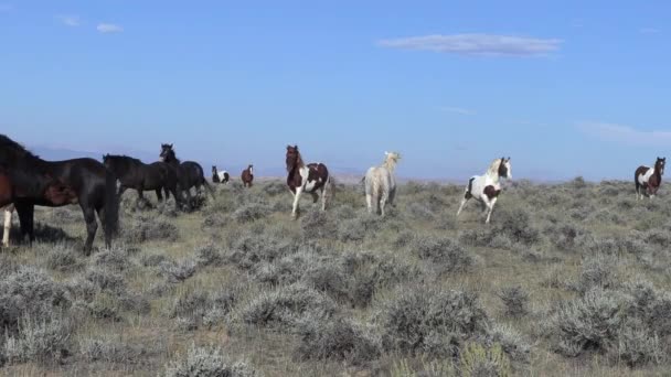 Dzikie Konie Pustyni Wyoming Jesienią — Wideo stockowe