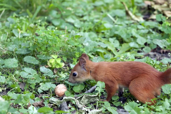 La ardilla encontró una nuez en la tierra —  Fotos de Stock