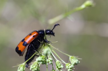 bir çim üzerinde kırmızı bir arka hata. Makro