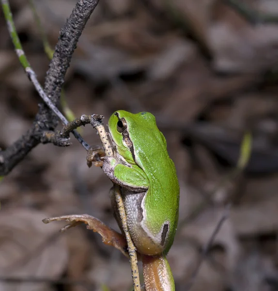 Dřevo zelená žába na stromě — Stock fotografie