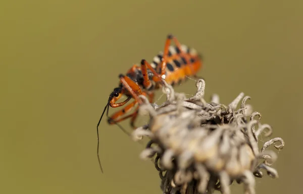 Der rote Käfer sitzt auf der vertrockneten Blume — Stockfoto