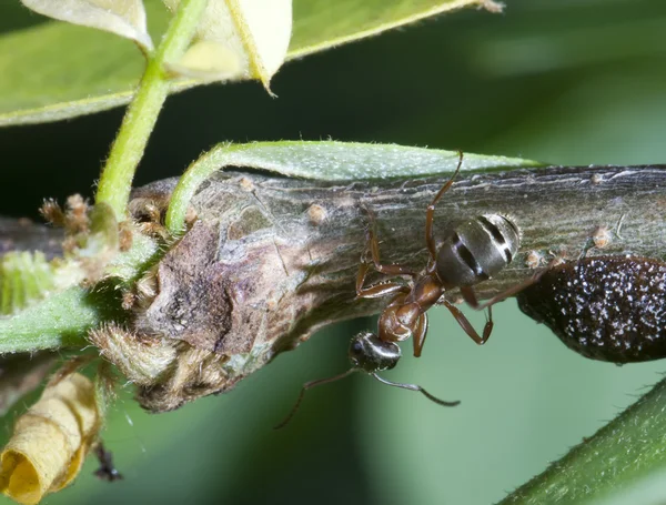 Hormiga en una rama. Macro — Foto de Stock