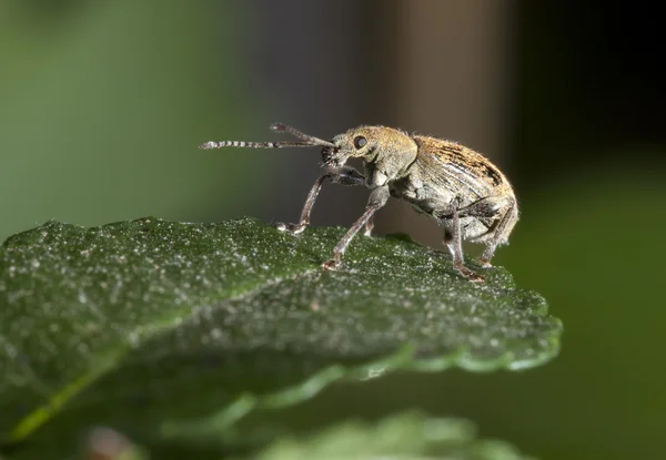 Makroshooting des auf einem Blatt sitzenden Käfers — Stockfoto