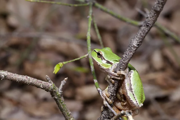 Sapo de madeira verde em um ramo — Fotografia de Stock