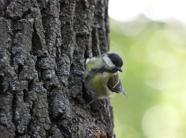 Птица на дереве — стоковое фото