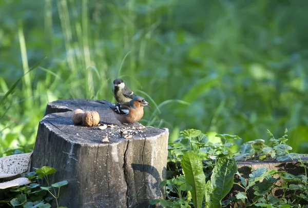 Vogel auf einem Stumpf mit Nüssen — Stockfoto
