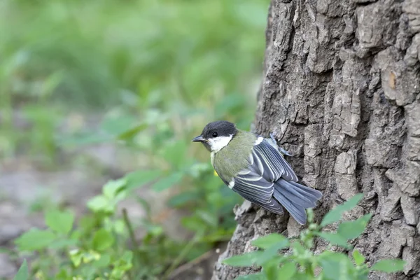 Uccello su un albero — Foto Stock