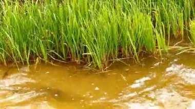 Yeşil çimenlerin üzerinde bir havuzda bir Rüzgar