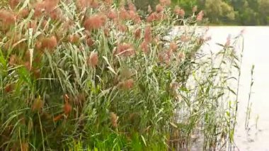 bir su birikintisi bir rüzgarla gelen baston sallar