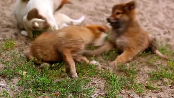 Puppies spelen met elkaar — Stockvideo