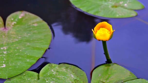 Квітка лілії з листям у воді — стокове відео