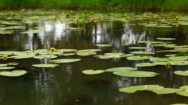 Réflexion de la lumière du soleil sur l'eau du lac avec des lis 