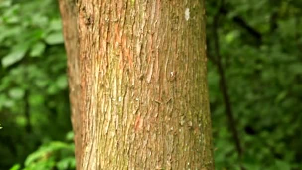 Tree trunk and the dried up leaves — Stock Video