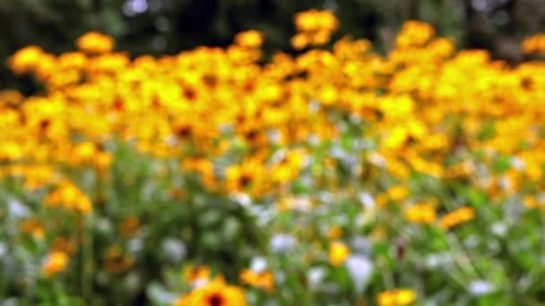 Cama de flores con colores. Cambio de enfoque . — Vídeos de Stock