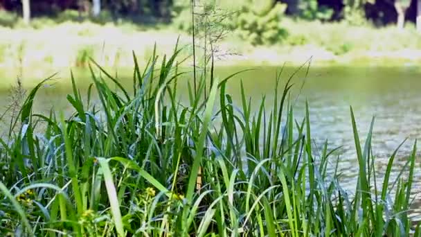 L'herbe en été poussant dans un réservoir 