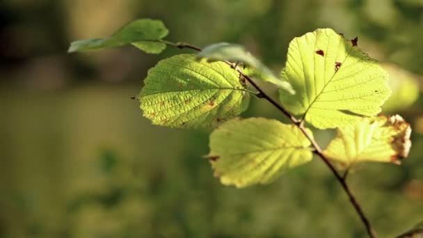 Autumn green leaves on the sun — Stock Video
