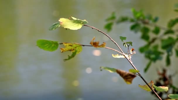 Hojas viejas verdes otoñales — Vídeos de Stock