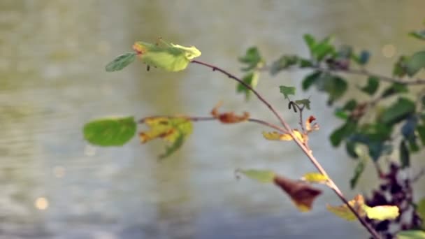Autumn green old leaves . Focus change — Stock Video