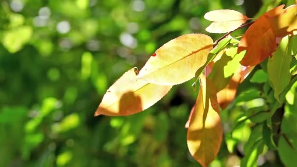 Feuilles jaunes sur le soleil 