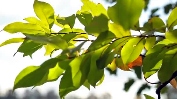 Branch with green leaves — Stock Video