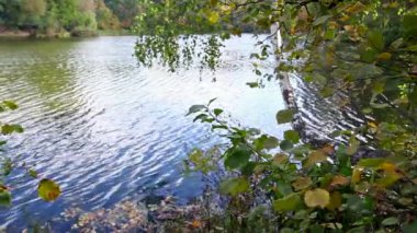 yaprakları ve eğri ağaç göl