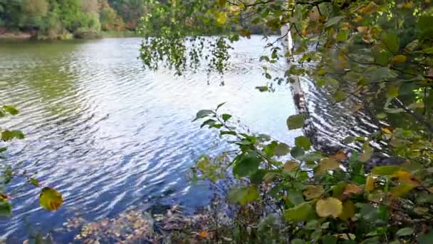 Lago con hojas y el árbol doblado — Vídeos de Stock