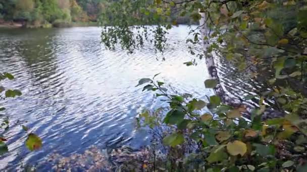 Waves in a pond against trees — Stock Video