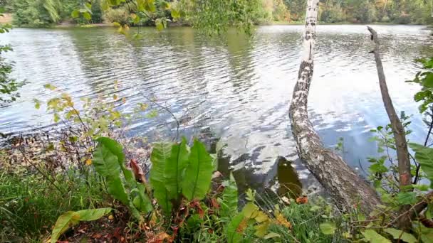 Pond with waves and greens — Stock Video