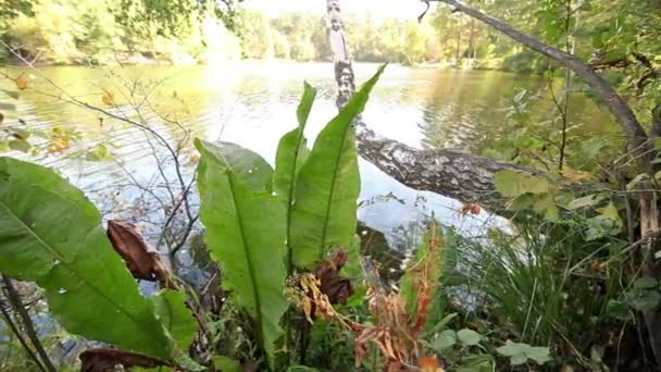 Sjön med blad i förgrunden — Stockvideo