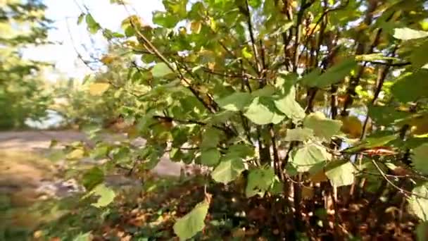 Bush in autunno. È usato cursore — Video Stock