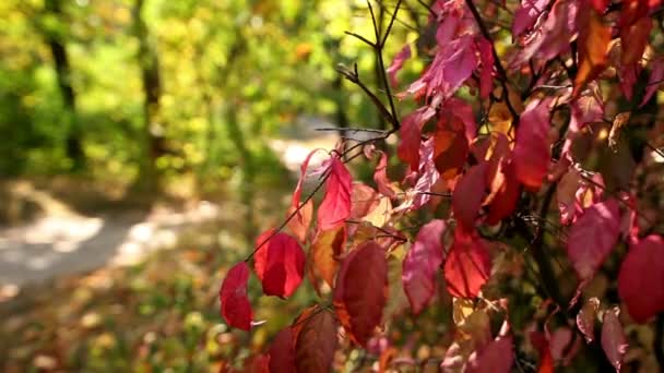 Foglie rosse in legno — Video Stock