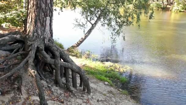 연못의 은행에 뿌리와 나무 — 비디오